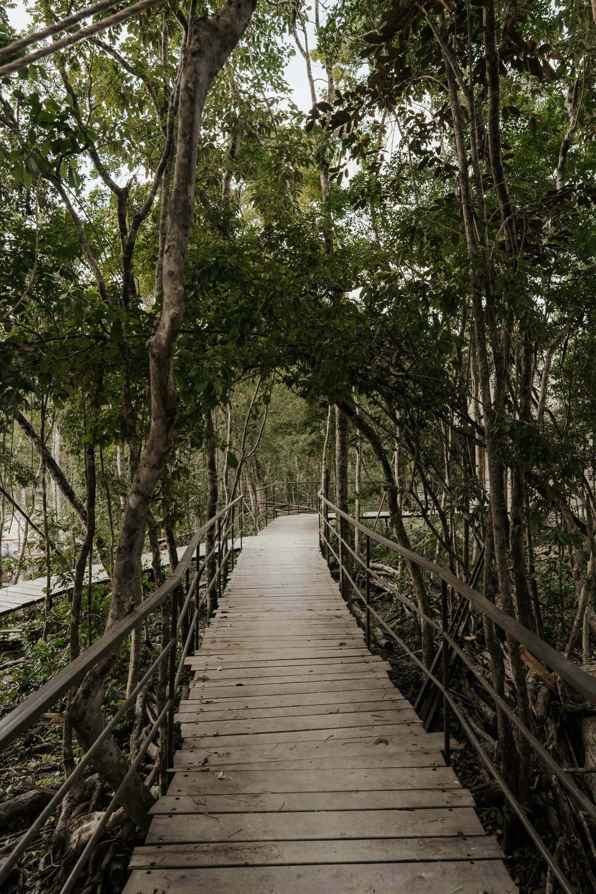 Image of Garden at Bodhi, featuring Nature Trail, Wooden Boardwalk.