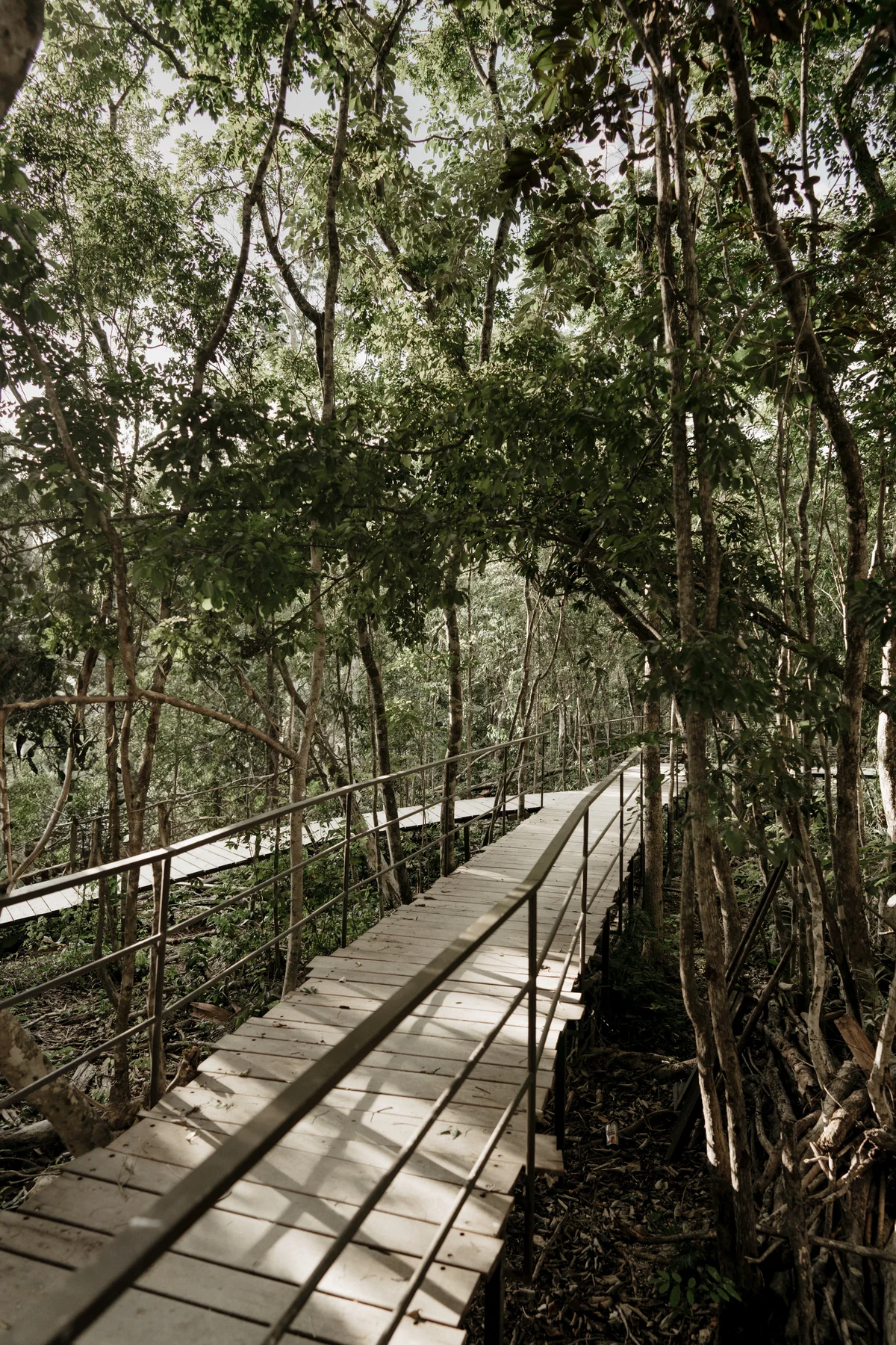 Image of Garden at Bodhi, featuring Nature Trail, Wooden Walkway.