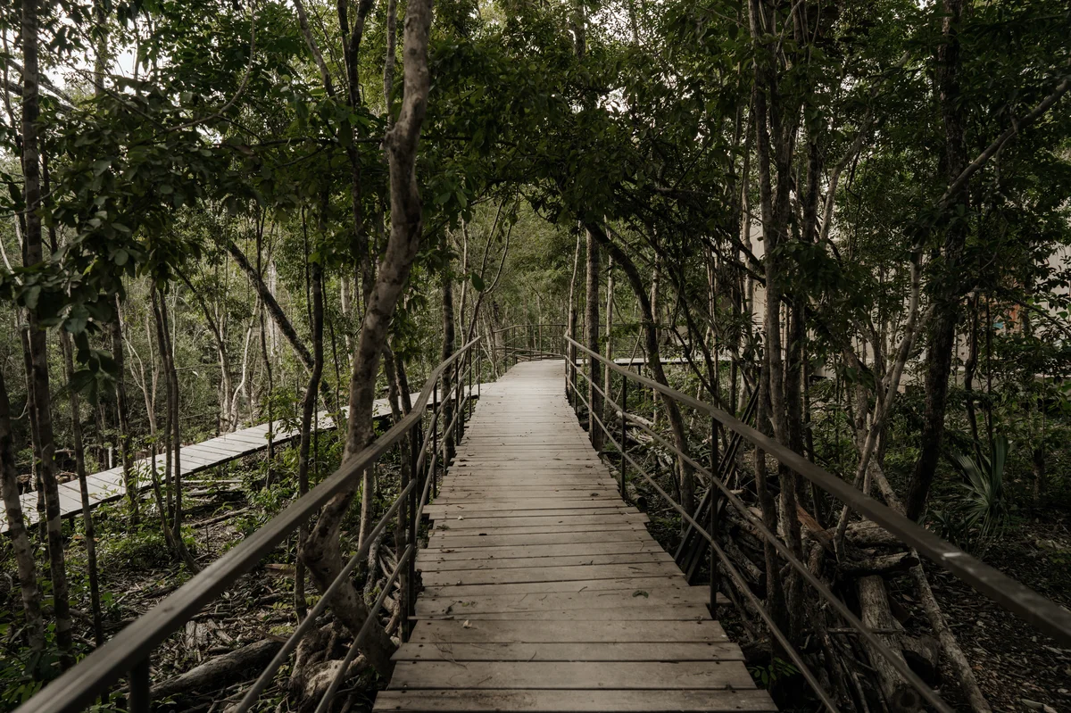 Image of Garden at Bodhi, featuring Nature Trail, Wooden Boardwalk.