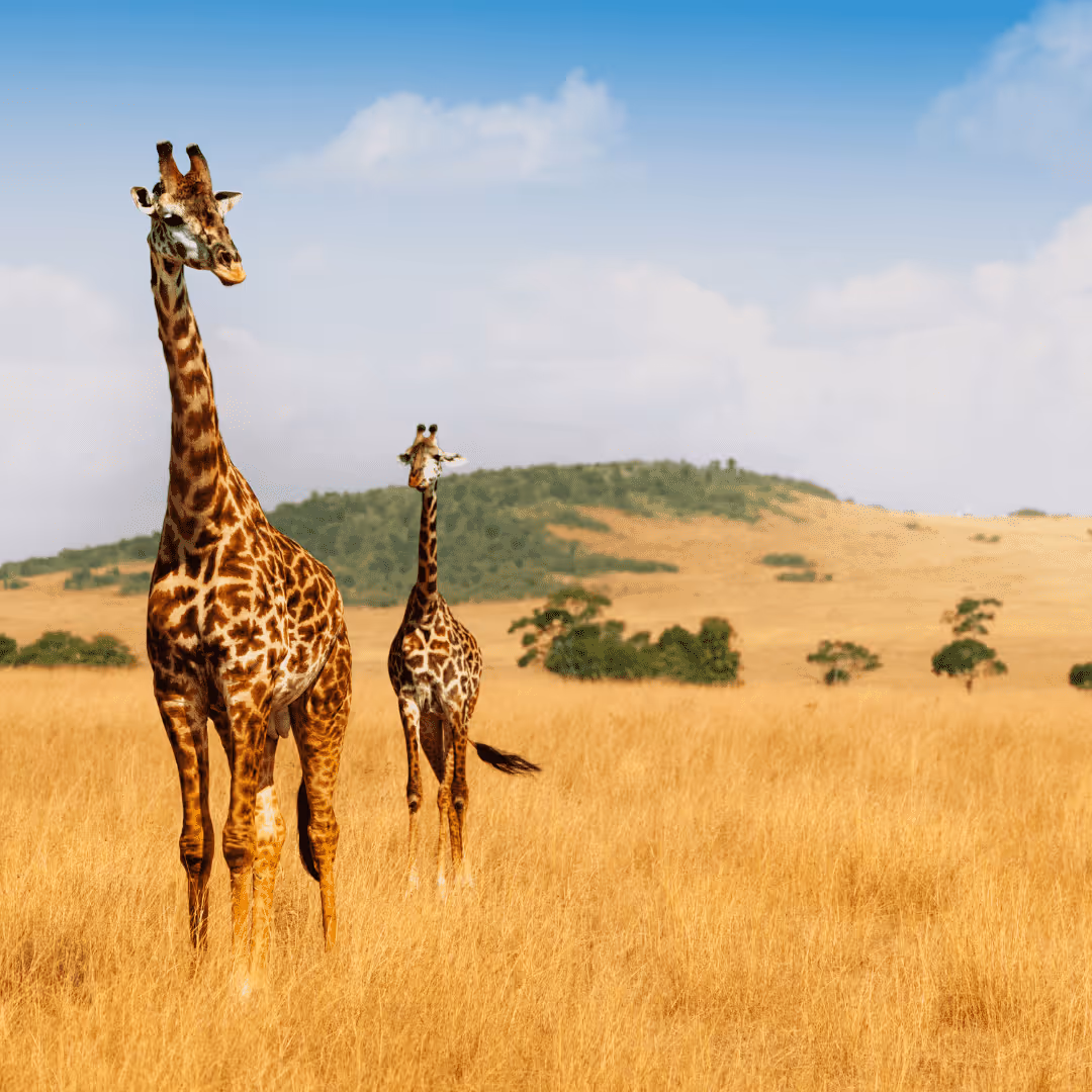 Animals