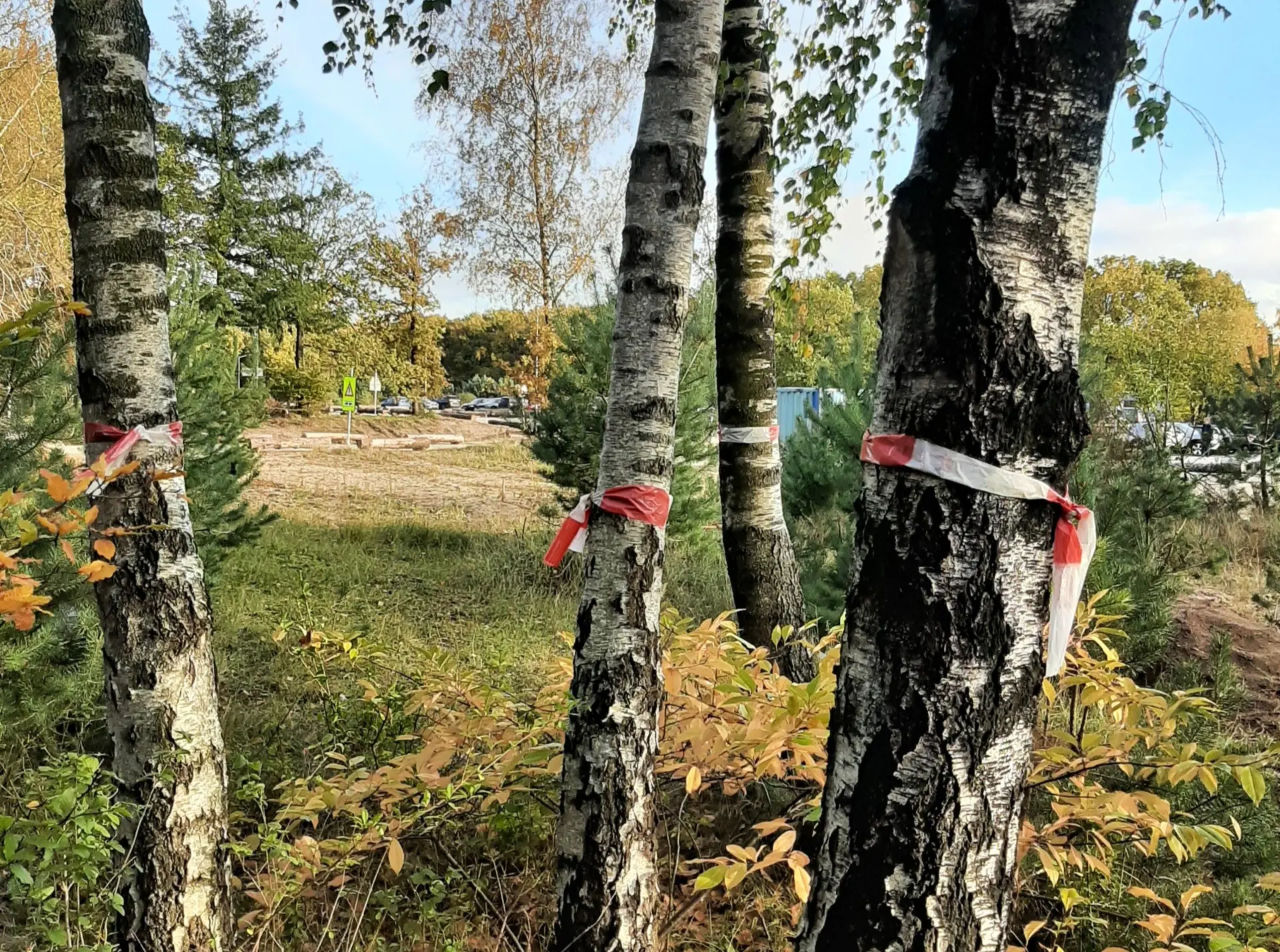 Witte neushoorn voor bomen bij De Groene Afslag. 