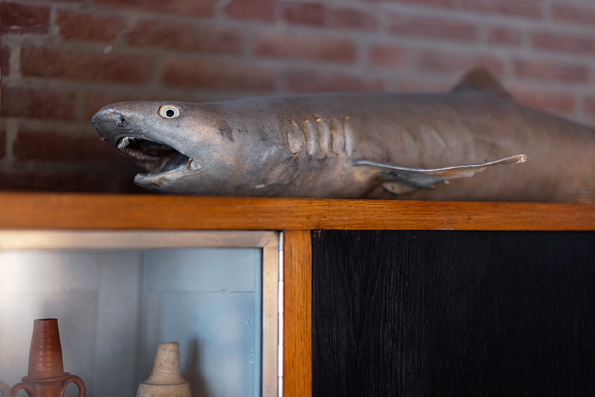 Opgezette haai met een geschrokken gezichtsuitdrukking