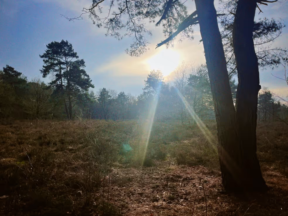 De heide met een aantal bomen op de horizon