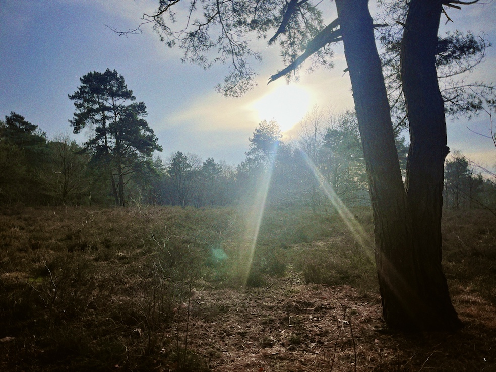 De heide met een aantal bomen op de horizon