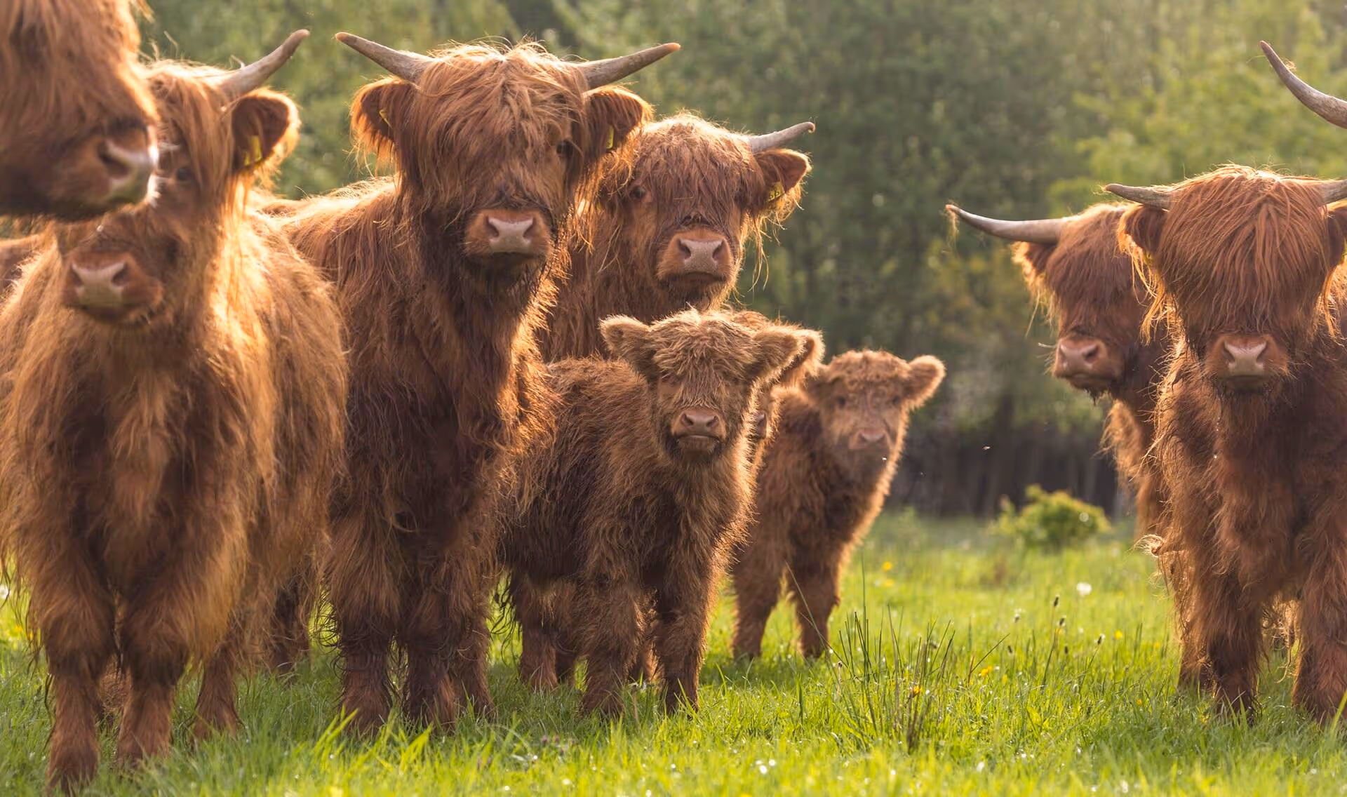 Schotse hooglanders op de heide.