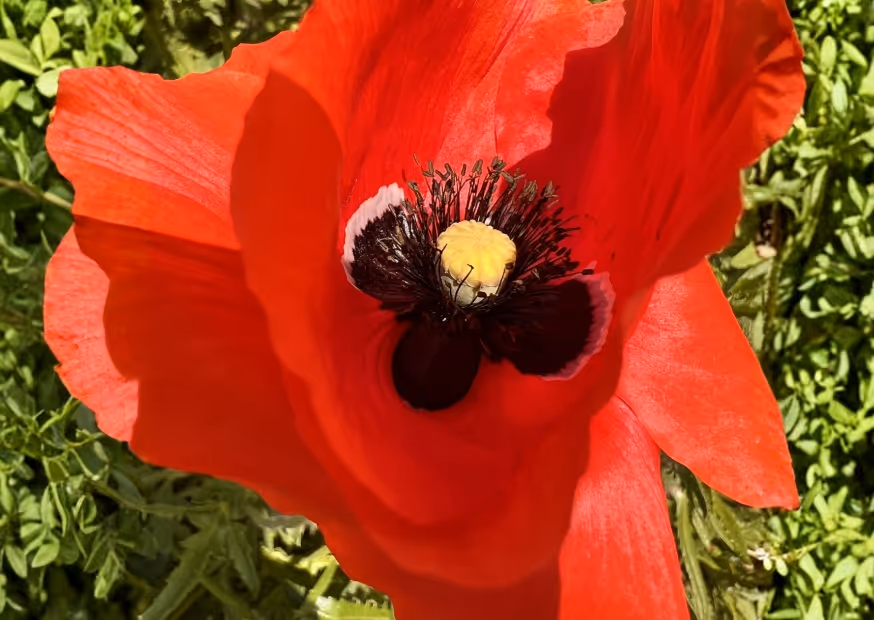 Klaproos in een moestuin.