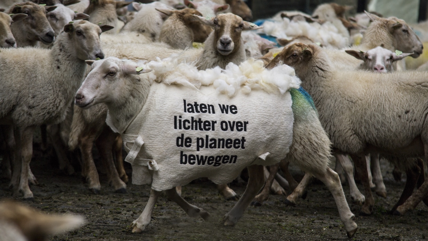 Foto van een kudde schapen