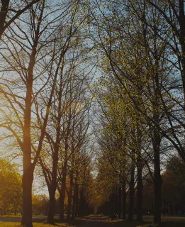 Tree-lined path with budding leaves and soft sunlight, representing new beginnings and financial growth opportunities with Colorado Wealth Group