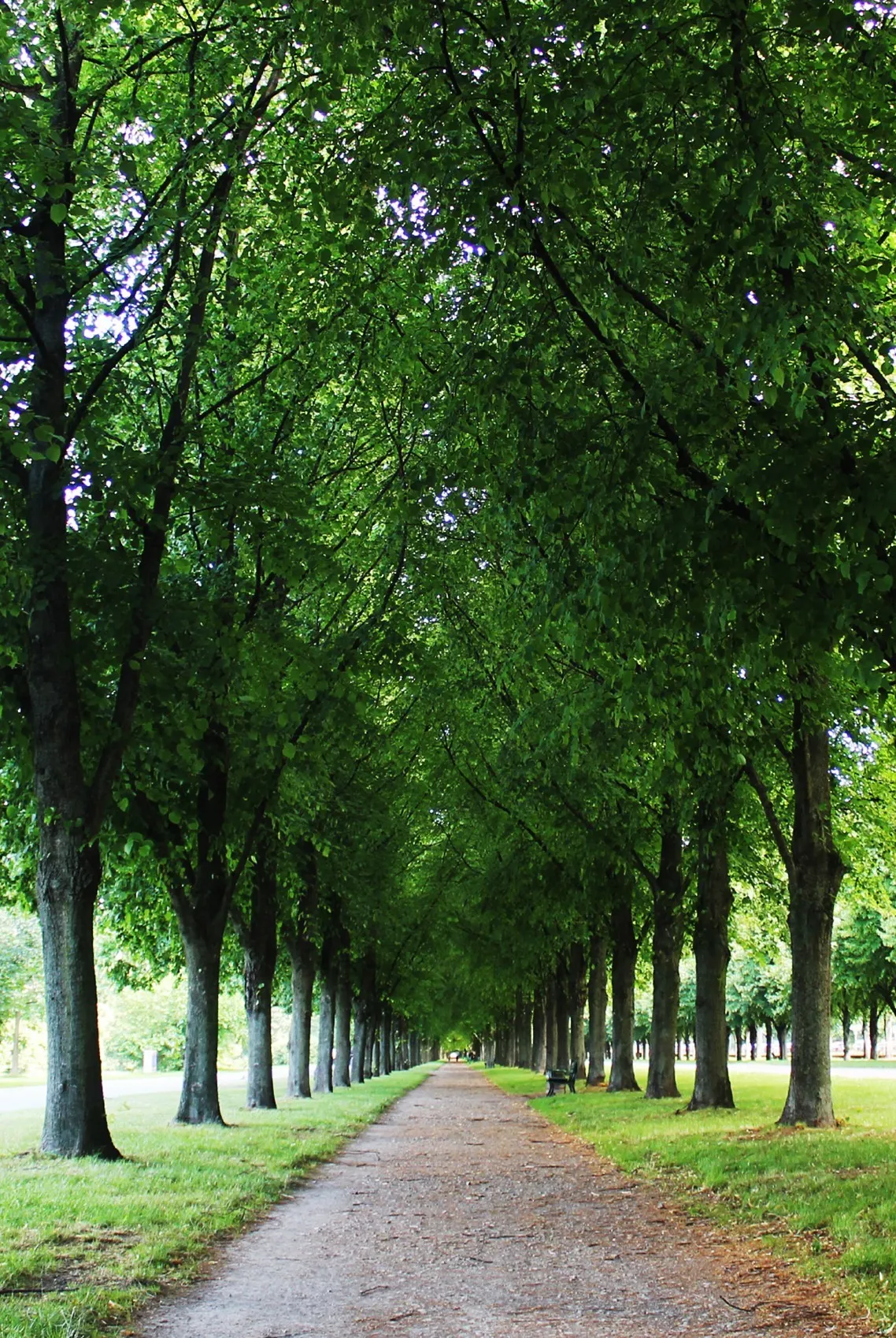 Peaceful tree-lined path through a lush green park, symbolizing clarity, direction, and long-term financial journey with Colorado Wealth Group