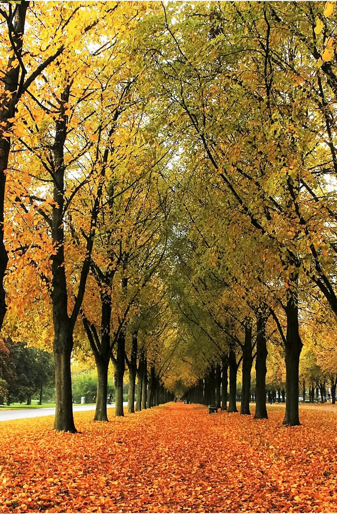 Tree-lined park path covered in vibrant fall leaves with golden and orange foliage, symbolizing seasonal transitions and the evolving financial journey with Colorado Wealth Group