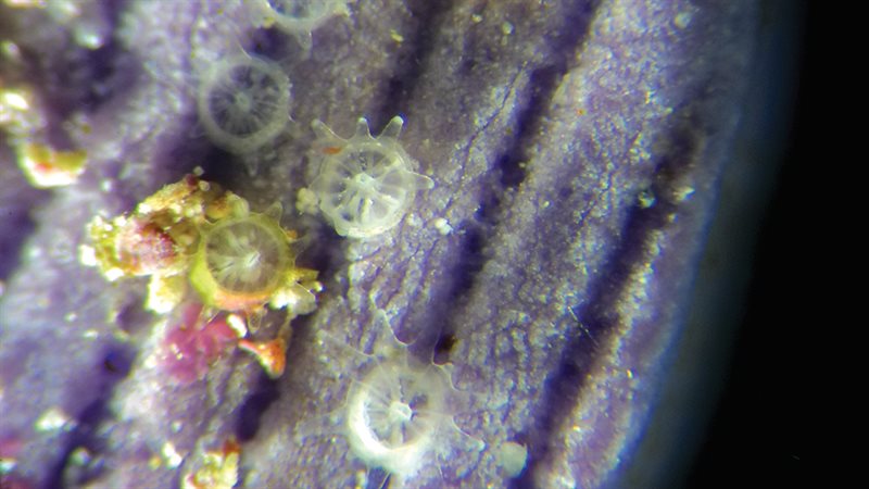 Close up of coral