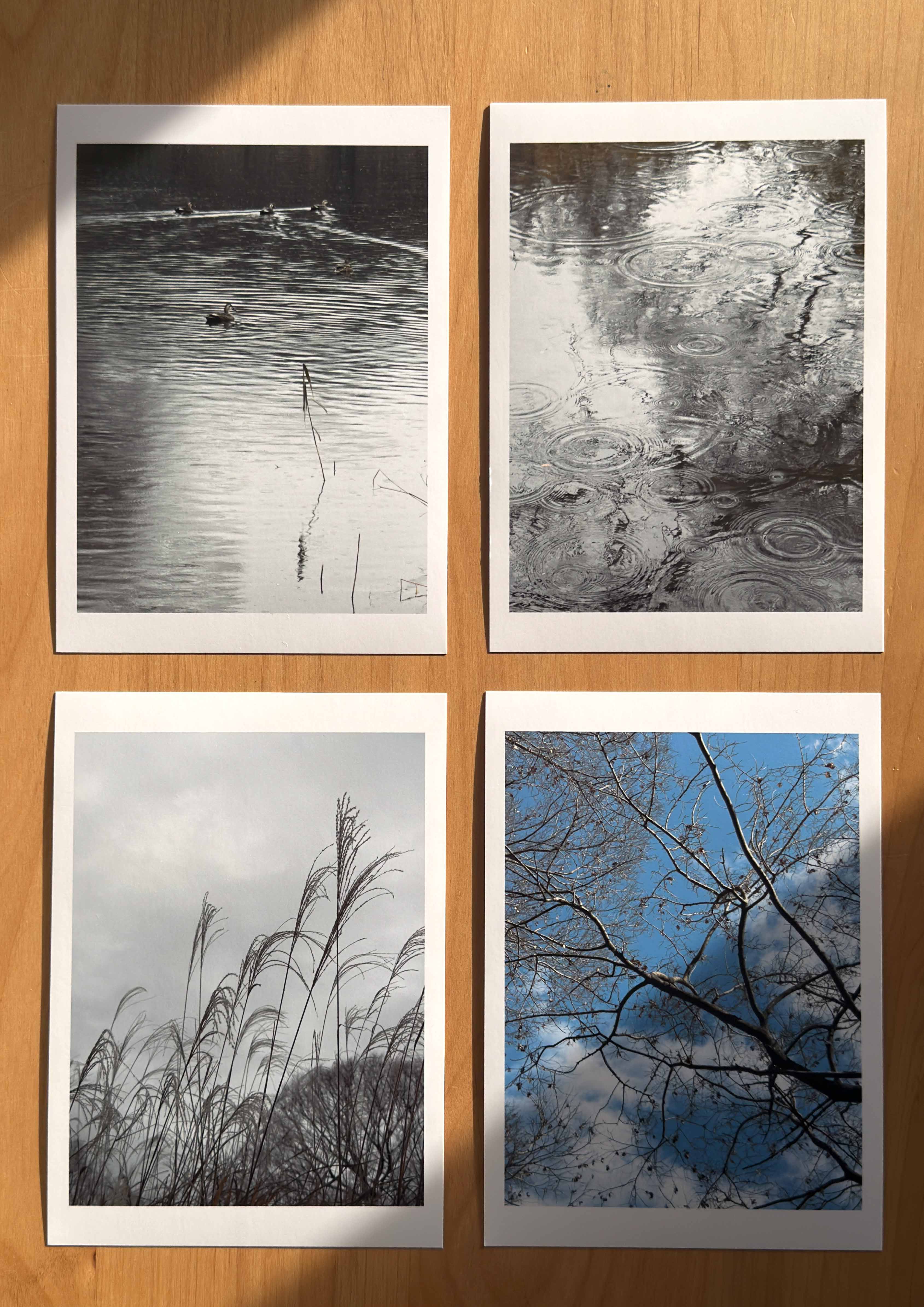 Four printed photographs on a wooden surface showing ducks on water, raindrops creating ripples on a pond, tall grass with cloudy sky, and leafless tree branches against a blue sky with clouds.