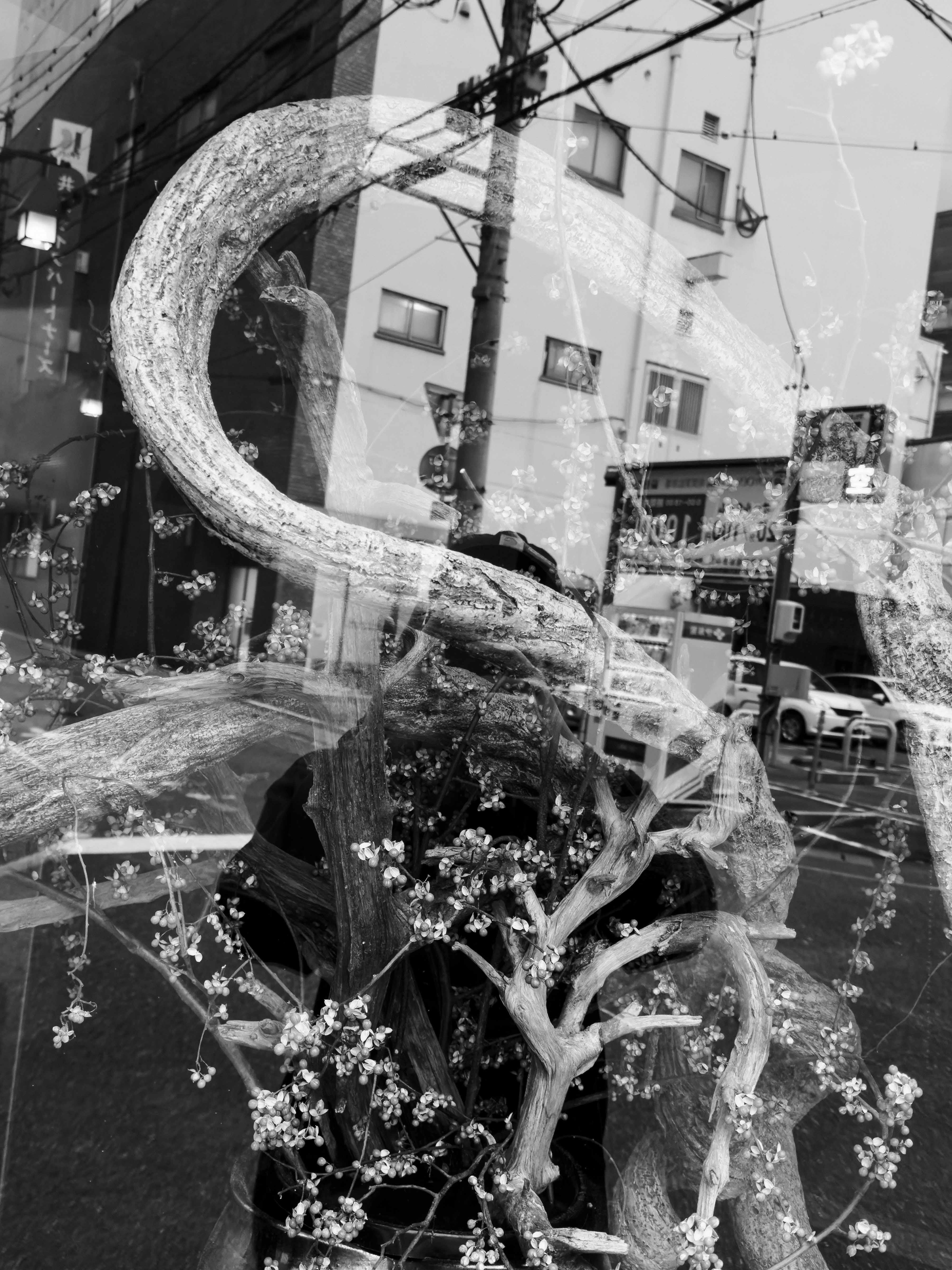Black and white image of twisted tree branches with small flowers inside a glass window reflecting a street scene with buildings and cars.