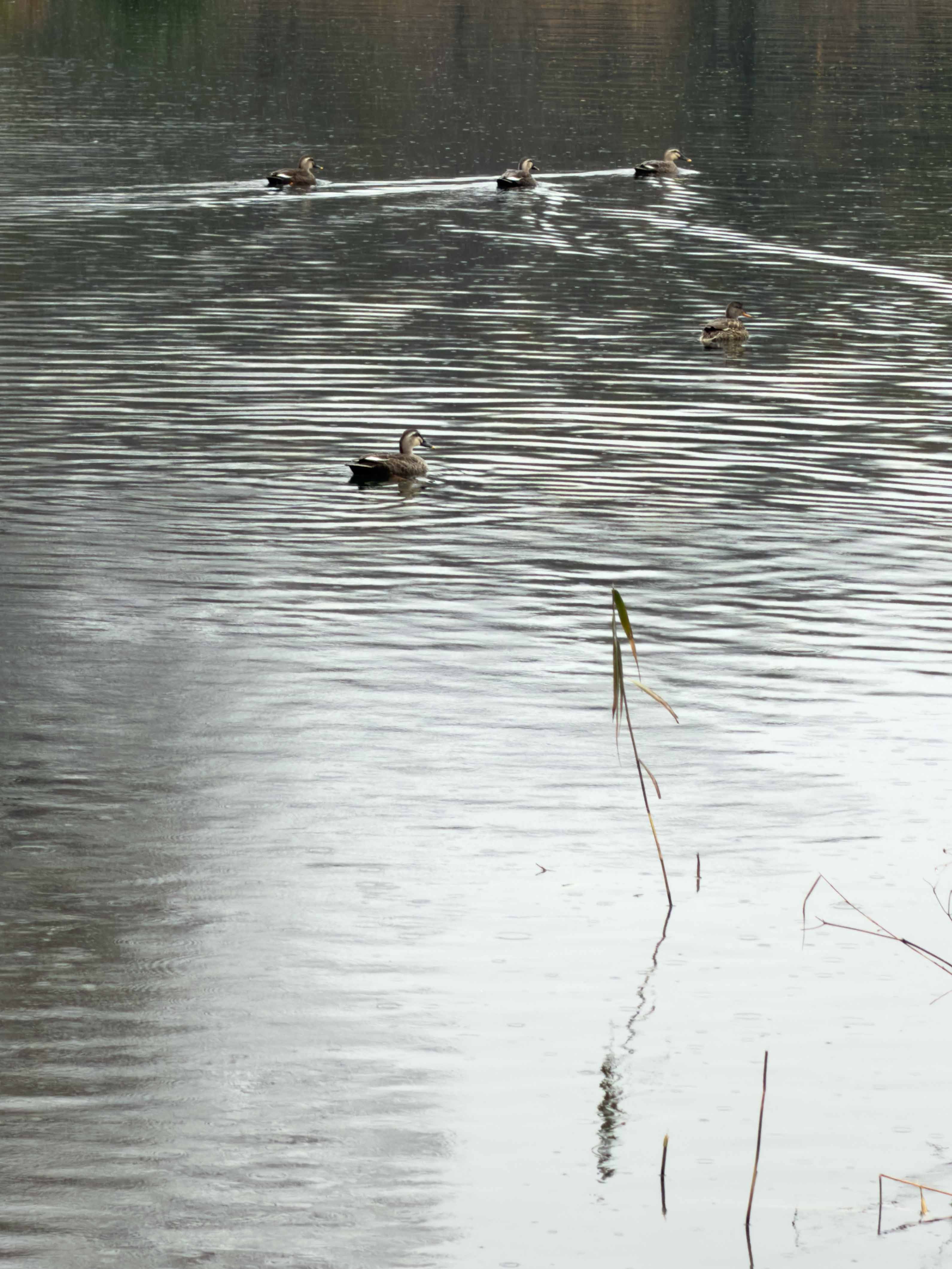 Five ducks swimming and floating on rippling water with tall grass stems reflecting on the surface.