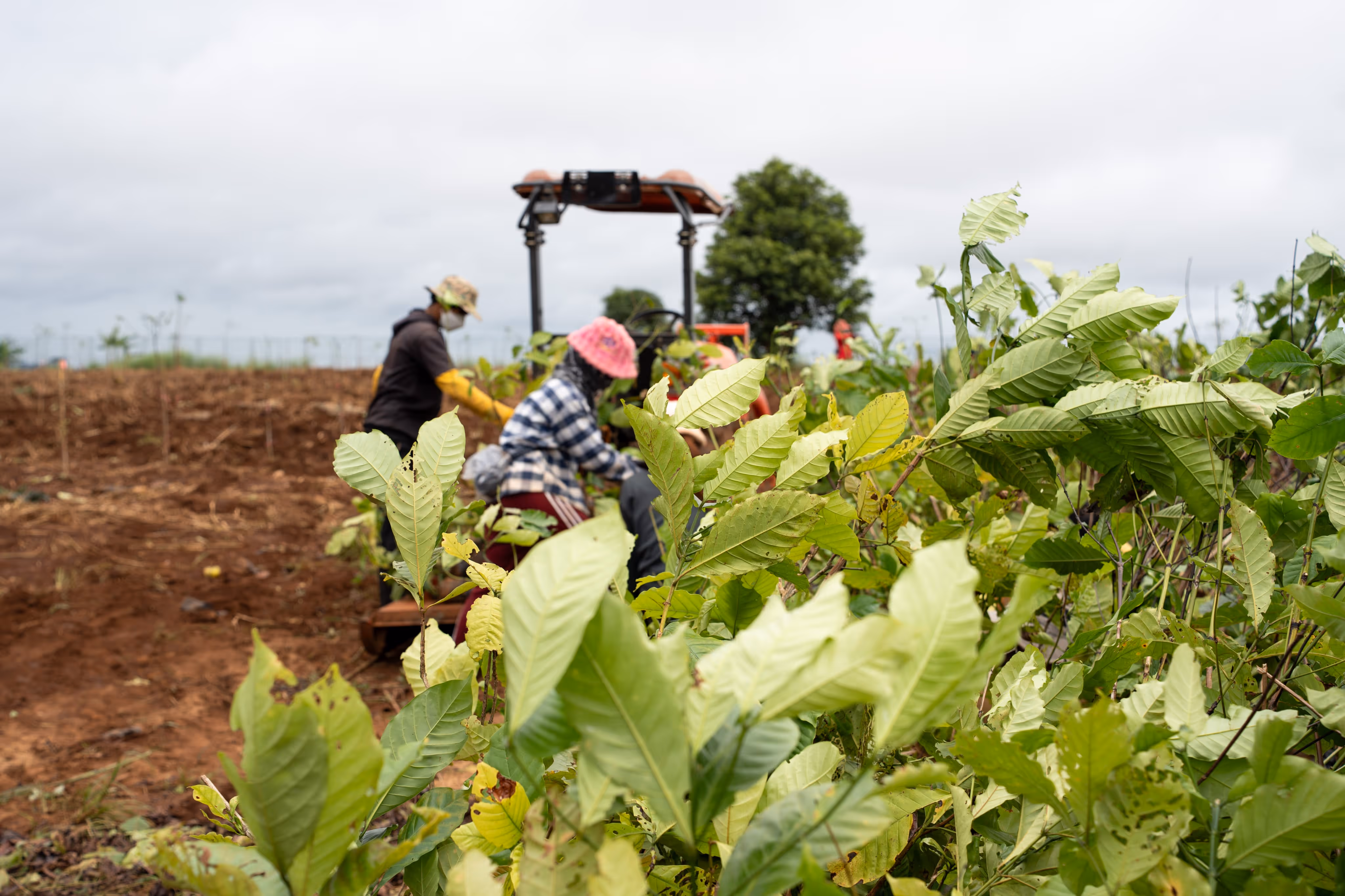 Samanea farms workers