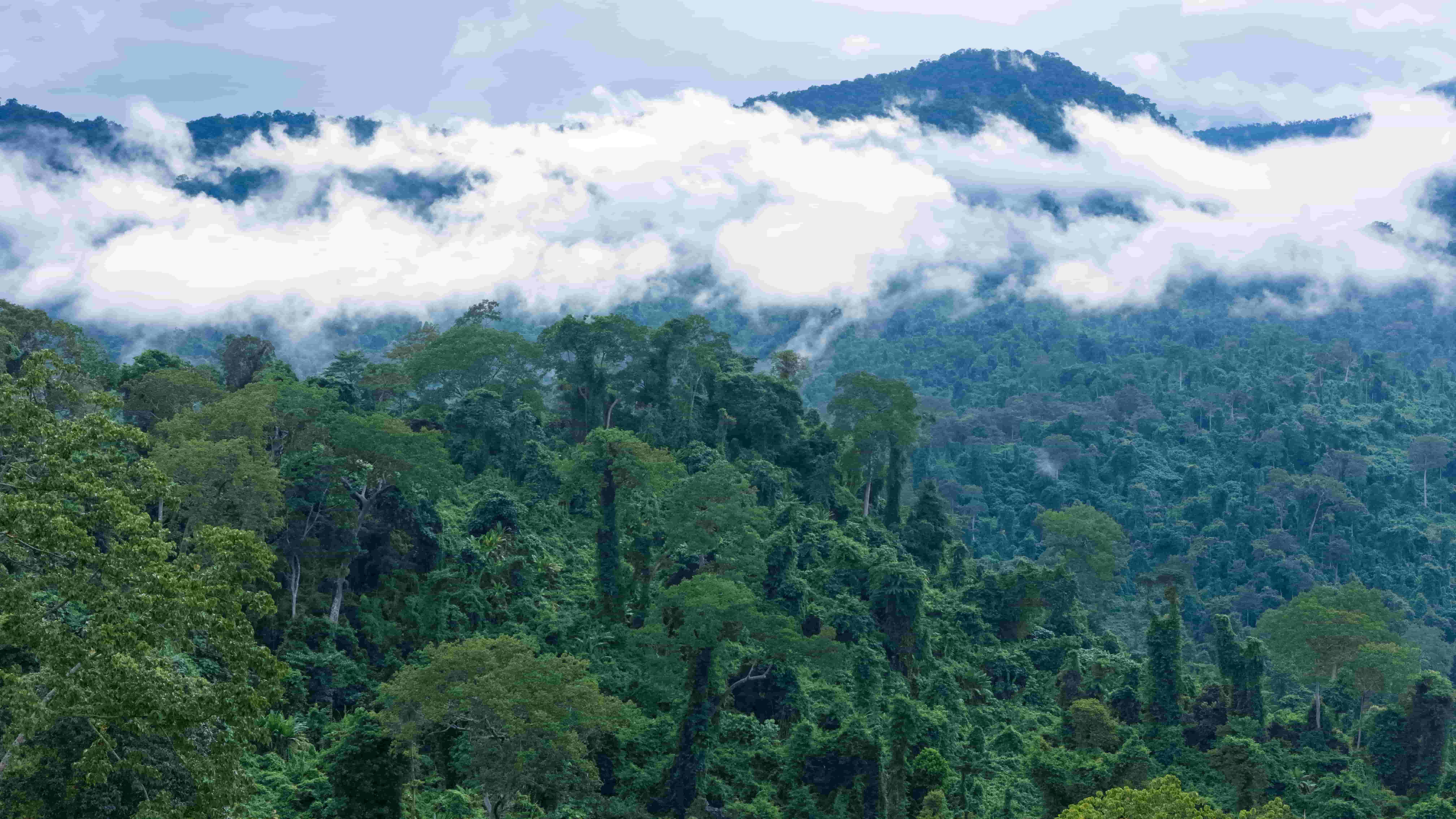 Mountain forest with clouds