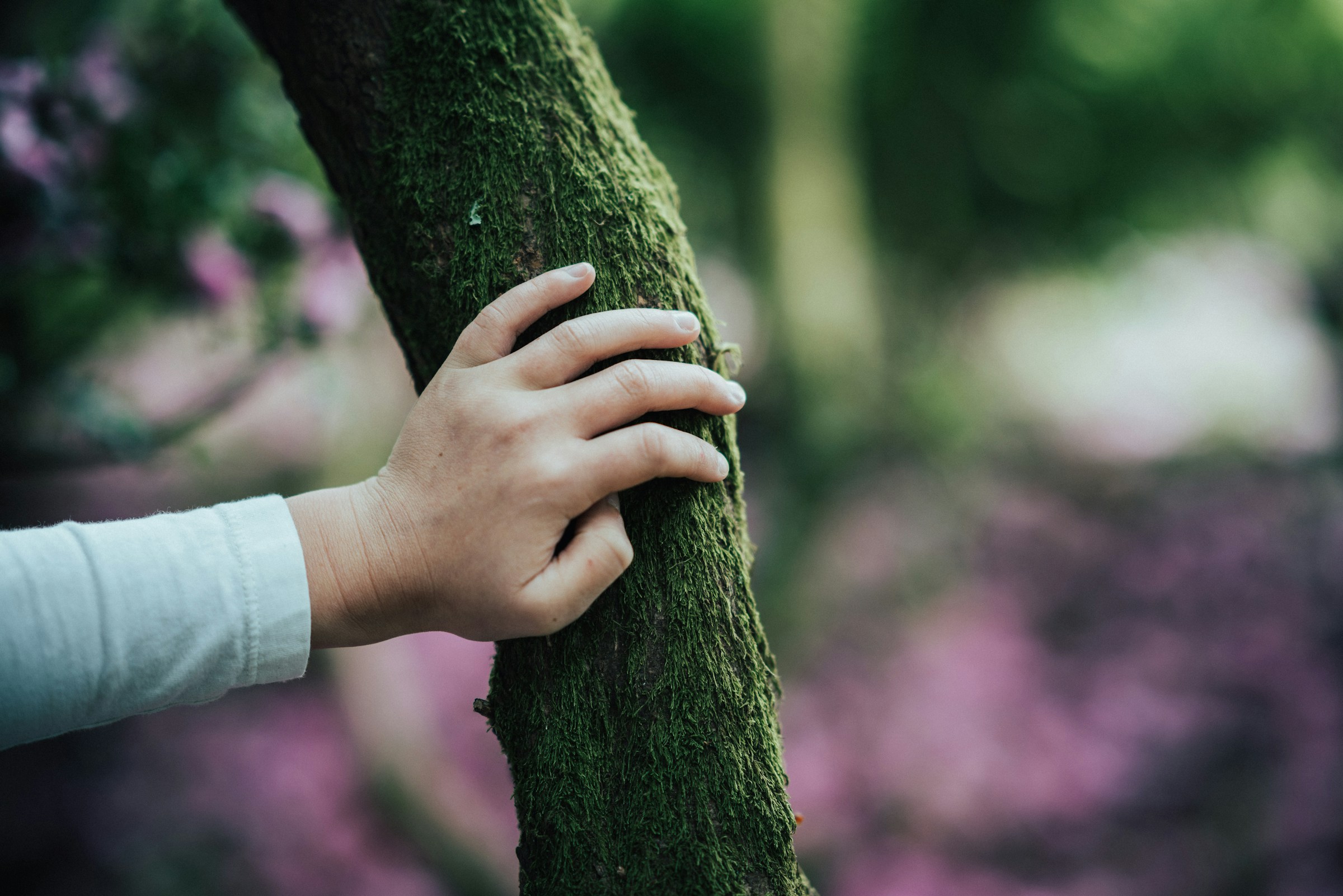 Sens toucher main sur l'arbre