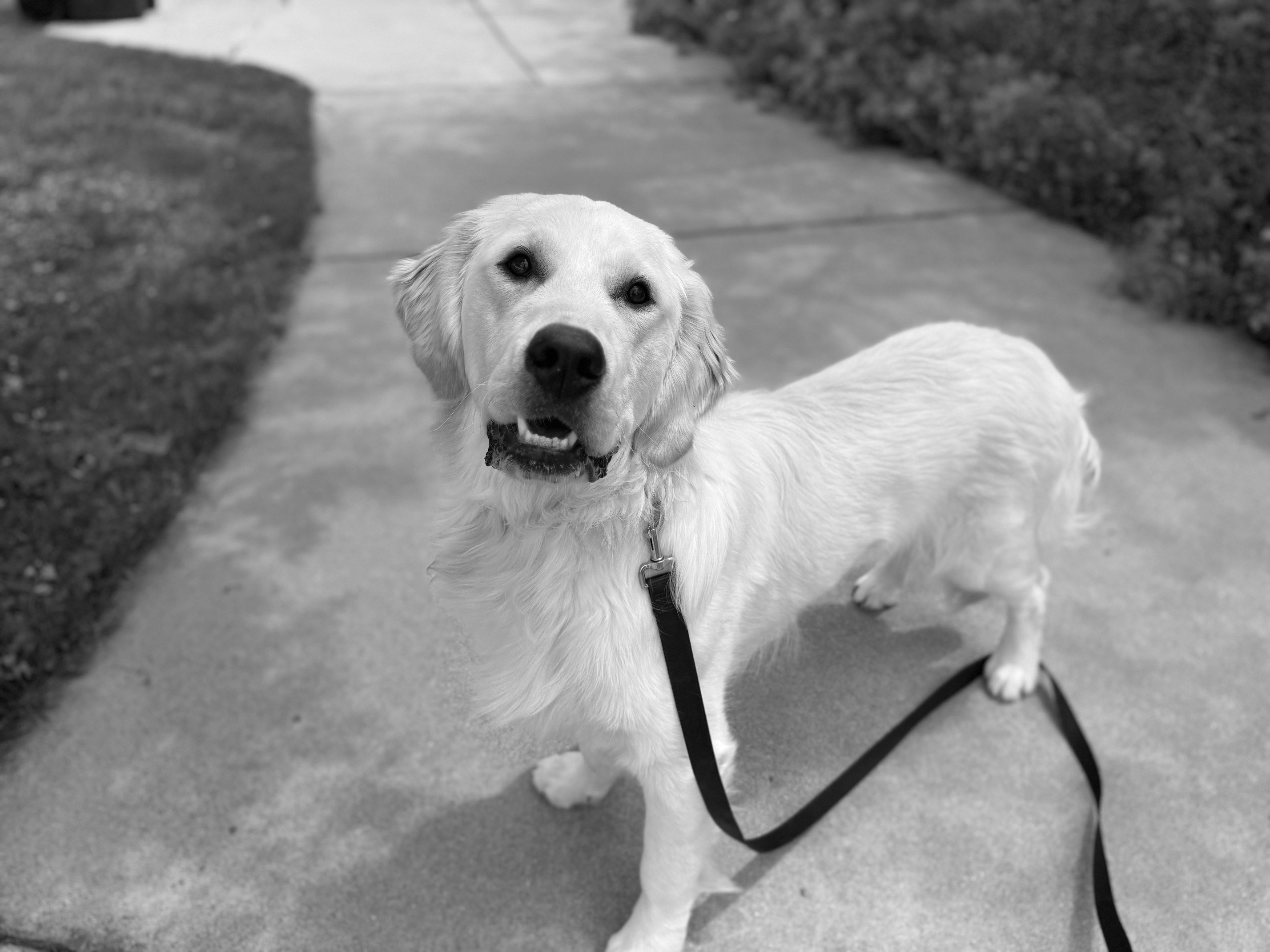 Major, Chief Morale Officer at Colorado Wealth Group, a happy golden retriever standing on a sidewalk with a leash, looking up with a friendly expression