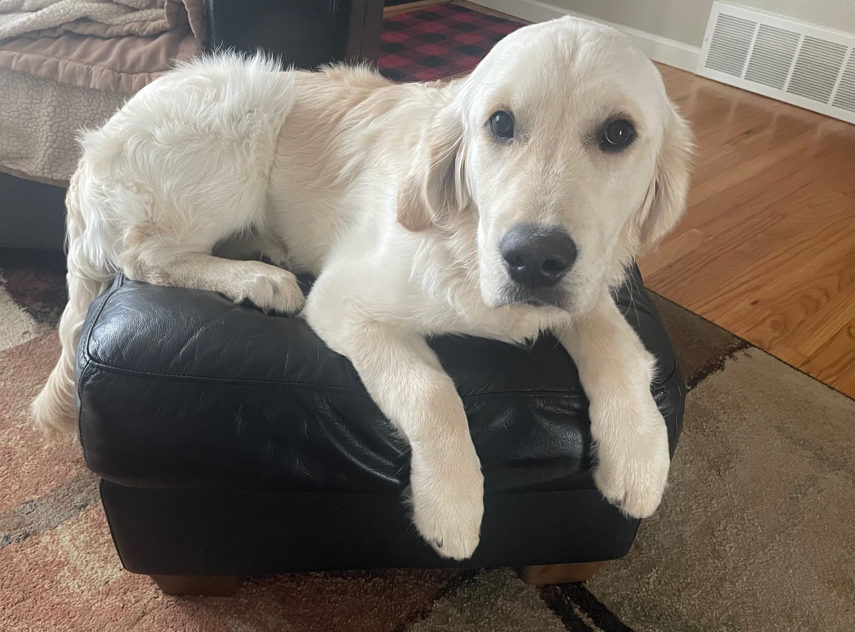 Major, Chief Morale Officer at Colorado Wealth Group, a golden retriever lounging comfortably on a black ottoman inside a cozy living room.