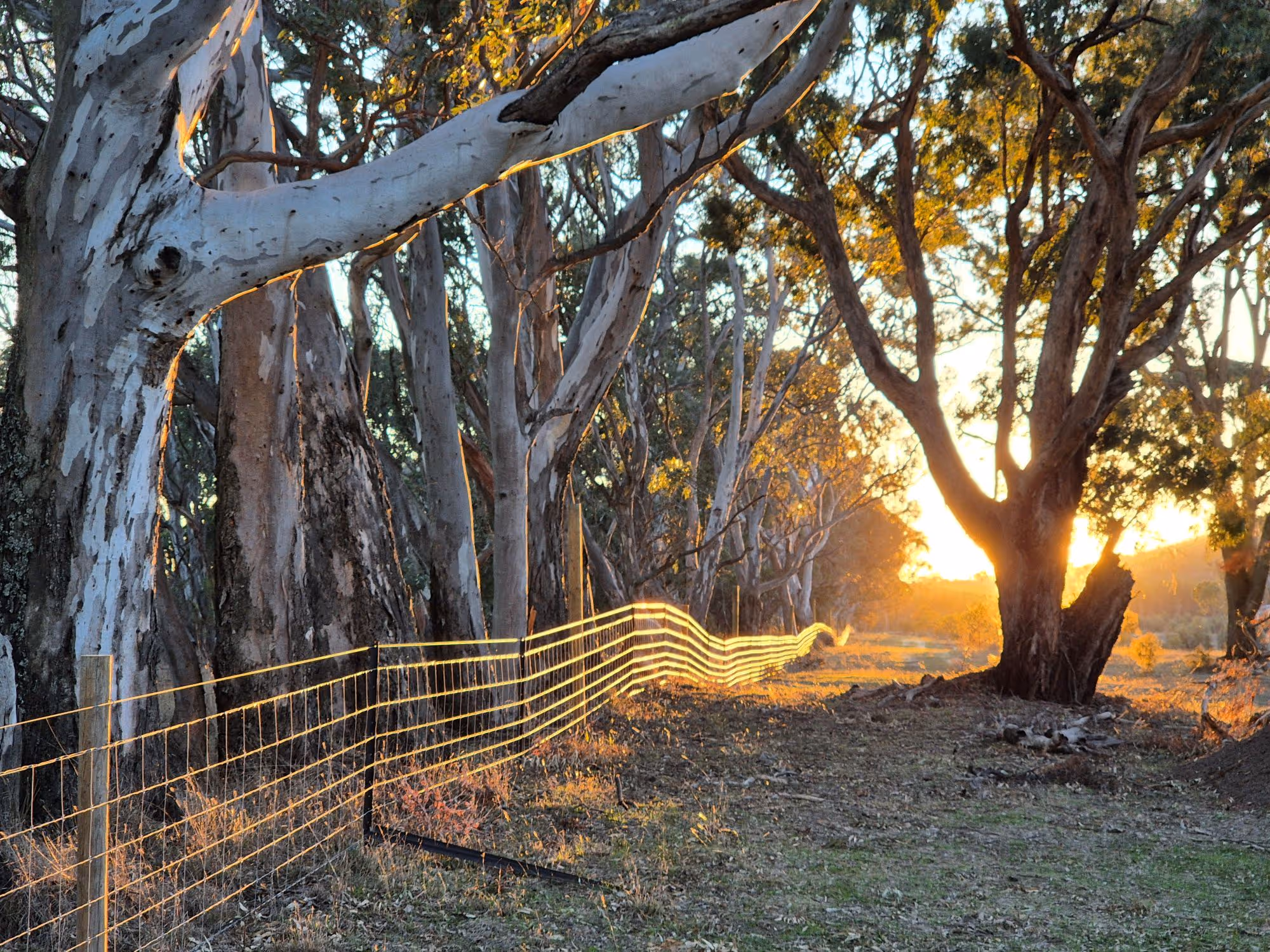 A farm fence and trees at sunset.