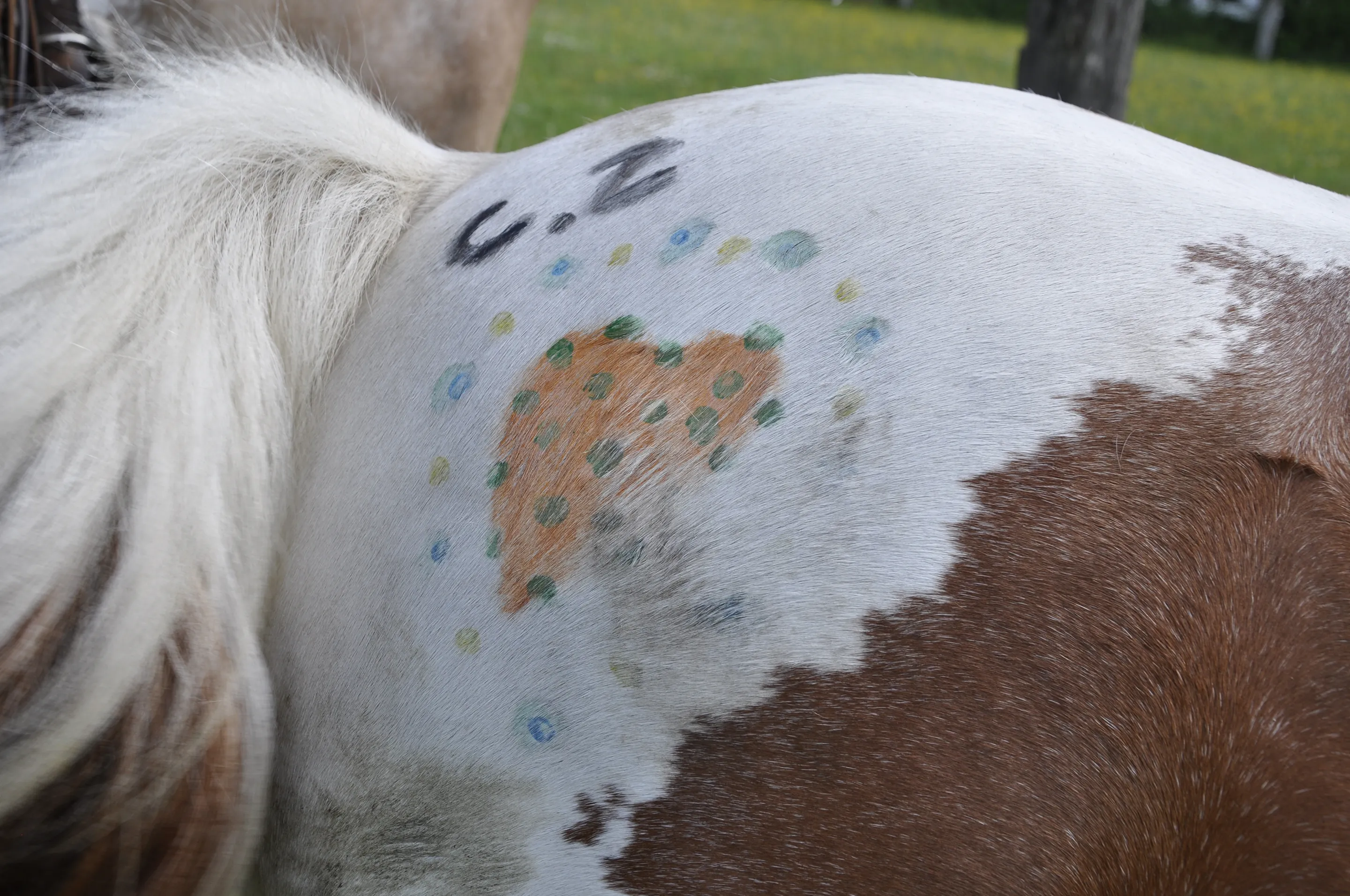 Pony mit Herz auf dem Reiterhof