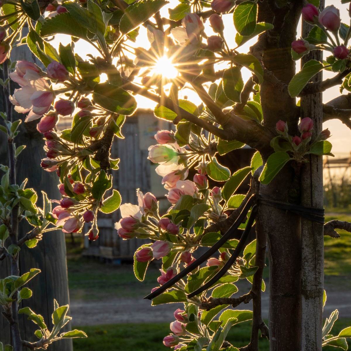 Sonne scheint durch Apfelblüten bei der Laumersheimer Apfelblüten-Veranstaltung