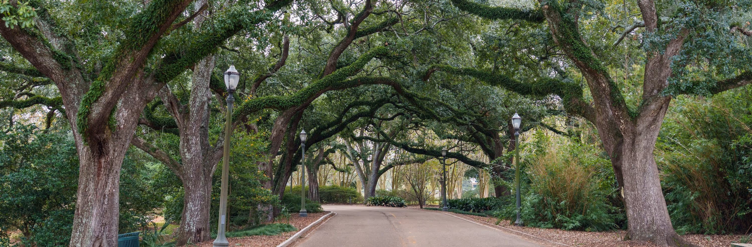 Tree-lined pathway with large oak trees covered in moss and vintage street lamps.