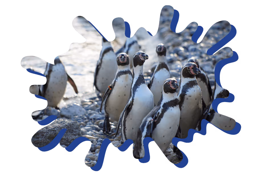 Marwell Zoo Penguins