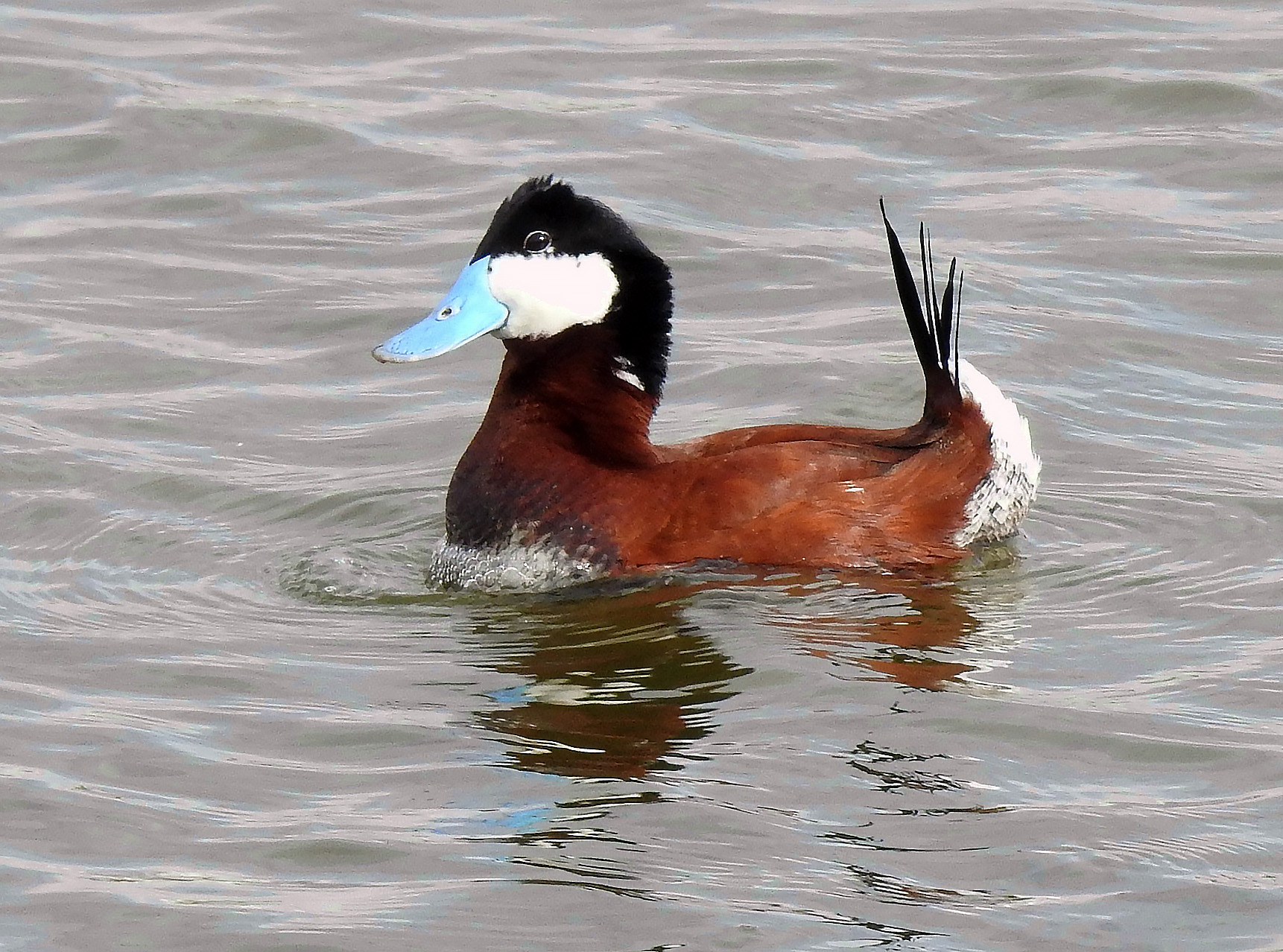 Ruddy Duck