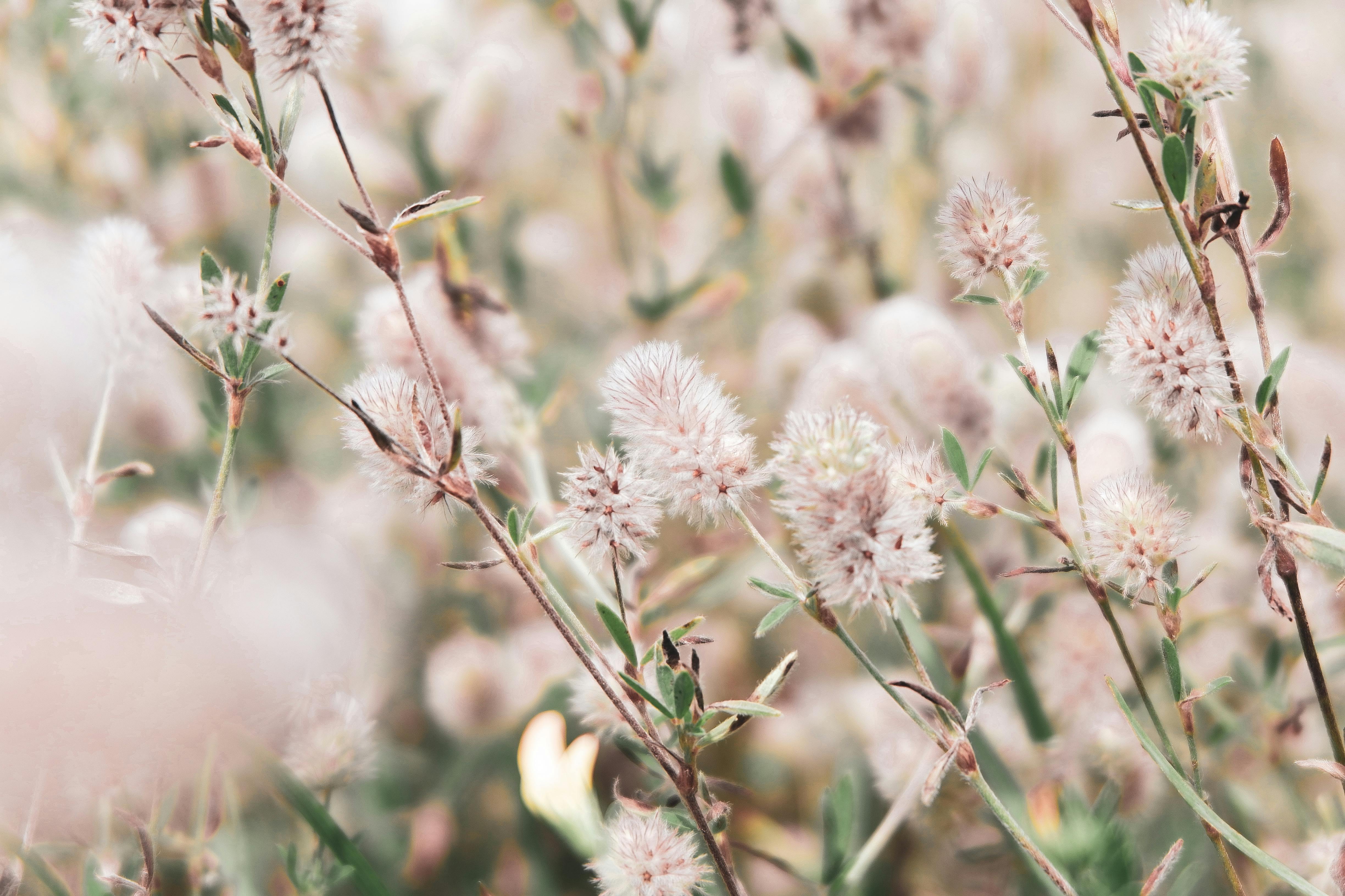 banniere de fleur
