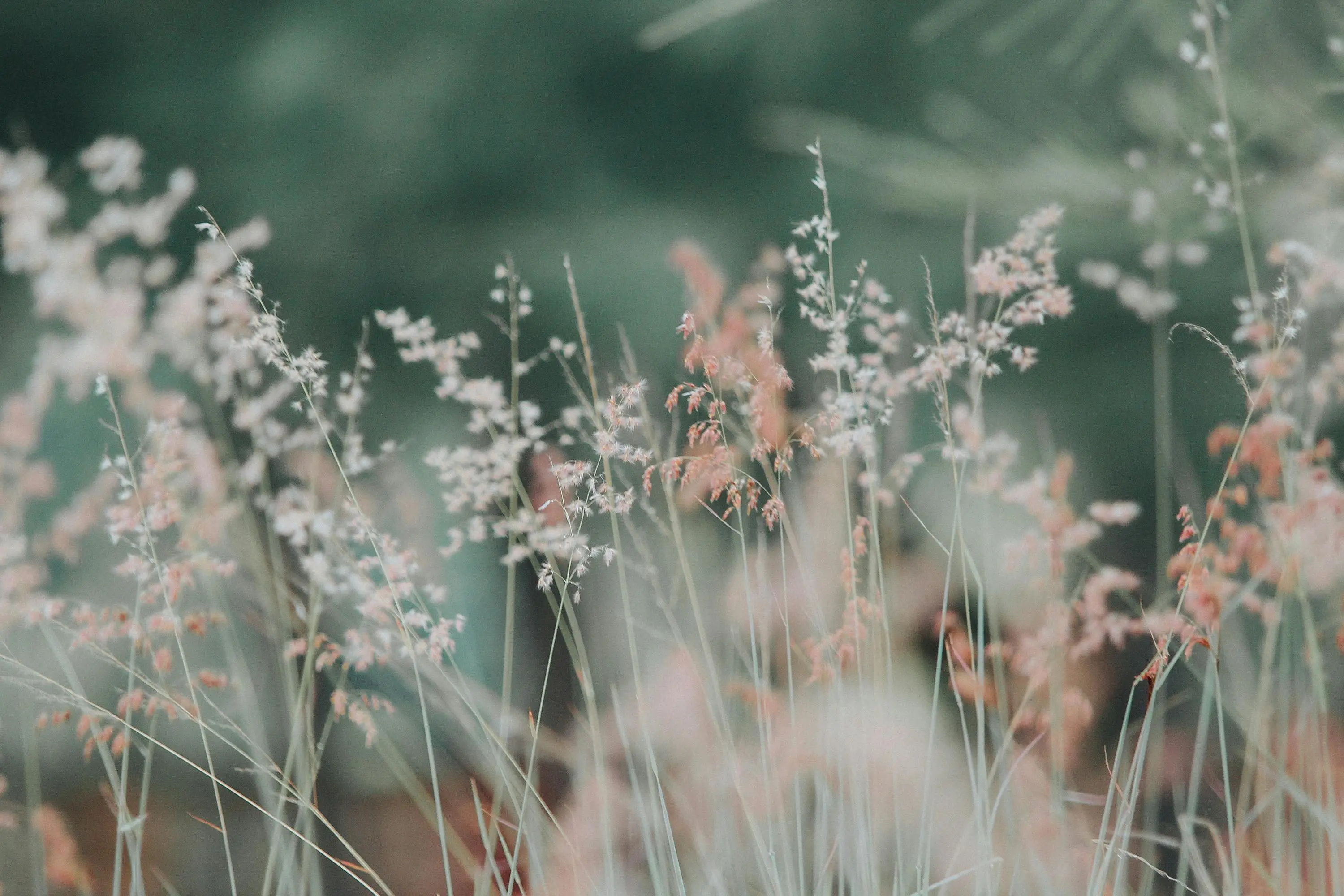 photo du haut de page avec fleurs séchées