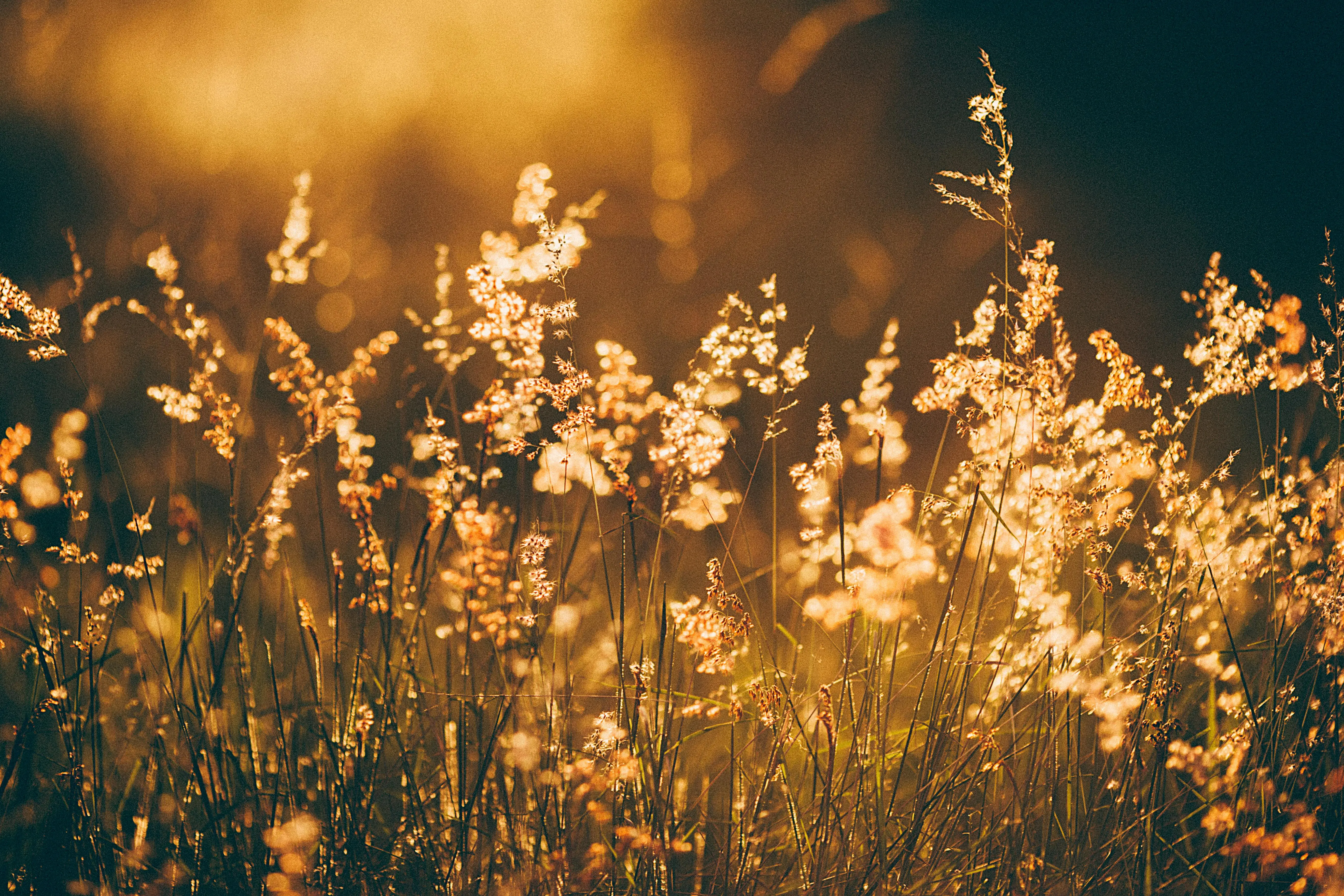 photo du haut de page avec fleurs séchées