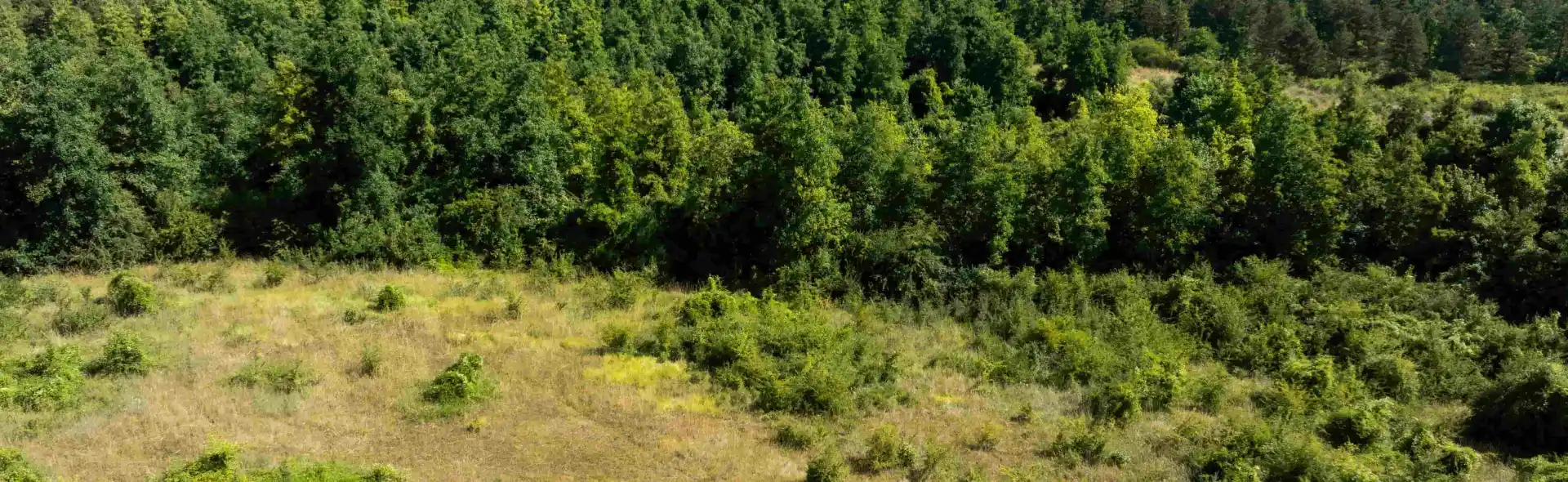 Prairie - Cabanes de L'Orvanne à Moret sur Loing