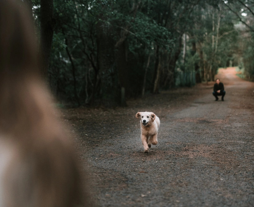 Dog in a cabin