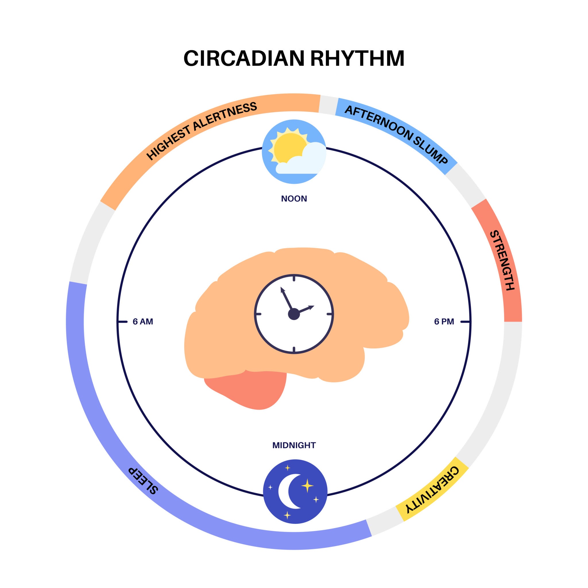 Image of circadian rhythm biological clock diagram
