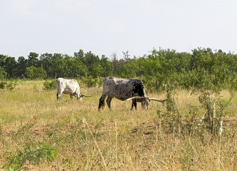 longhorns in field