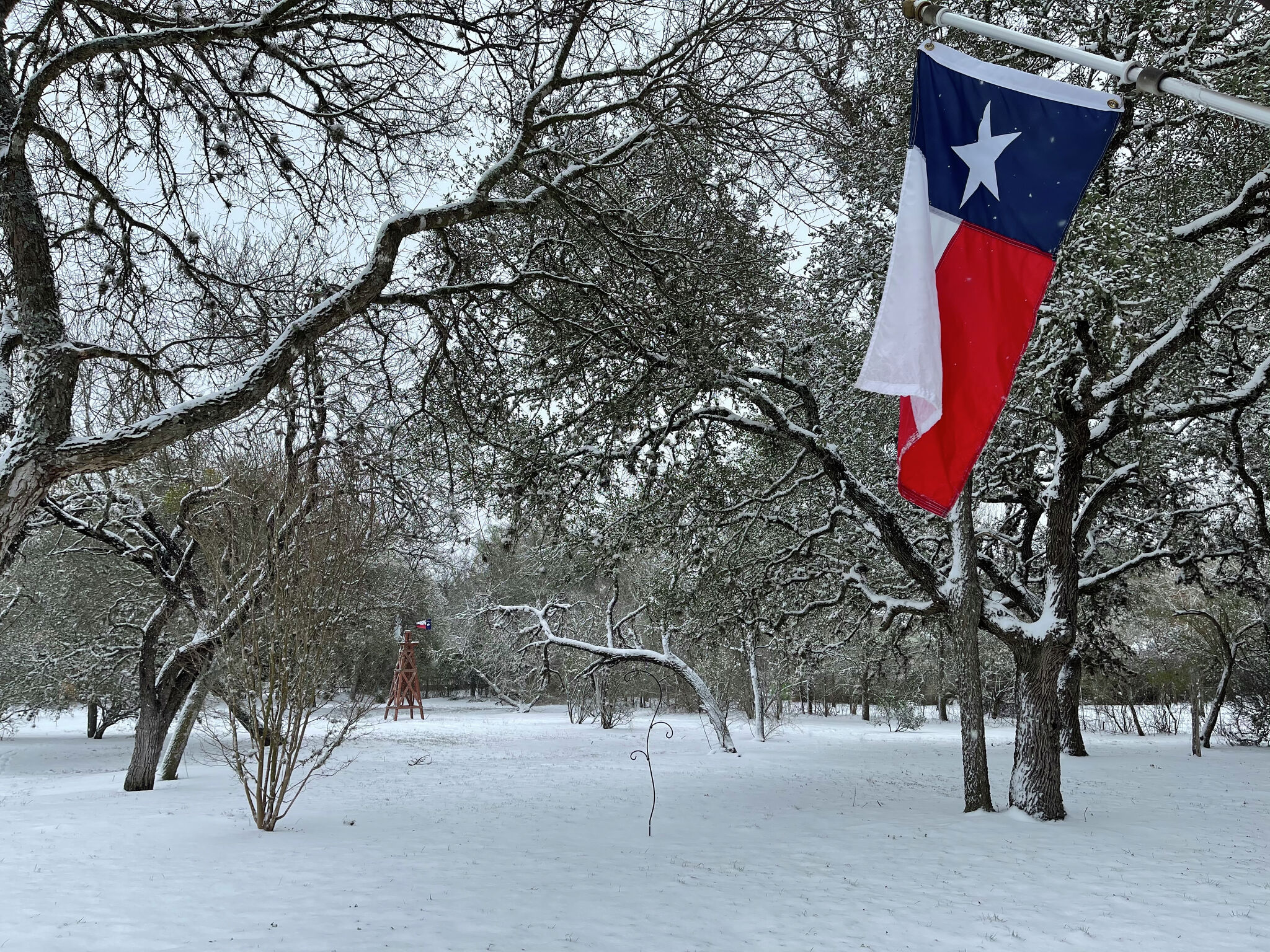 snowy trees and Texas flag