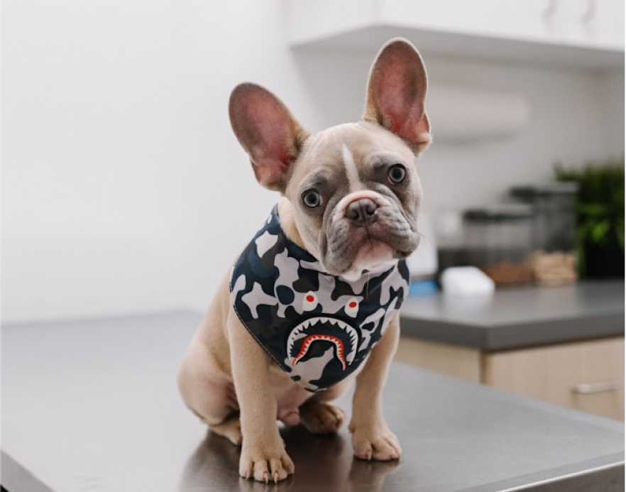 Small tan French bulldog wearing a black and white camo bandana sitting on a metal examination table in a veterinary clinic.