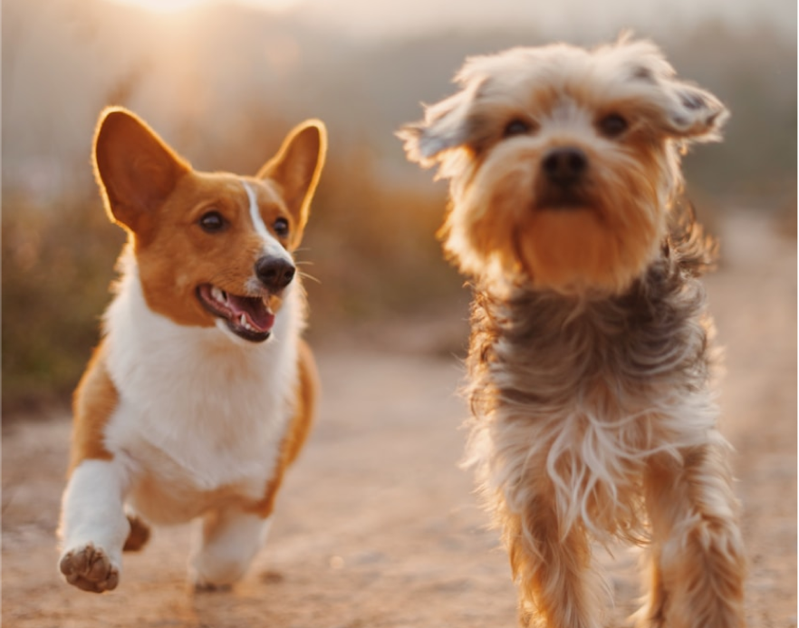 Two small dogs running outdoors on a dirt path during sunset, one is a corgi and the other a fluffy mixed breed.