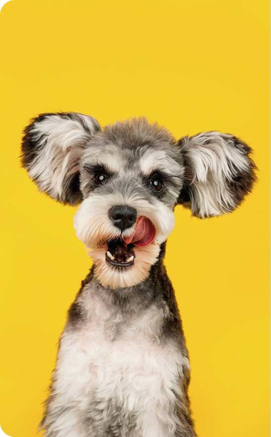 Small fluffy gray and white dog with large ears licking its lips against a yellow background.