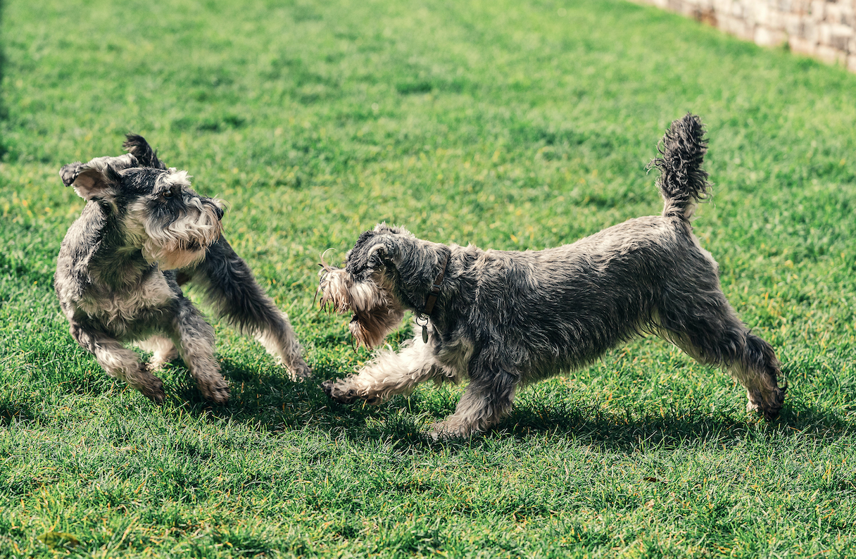 Two Schnauzer dogs playfully interacting on green grass in a sunny outdoor area.