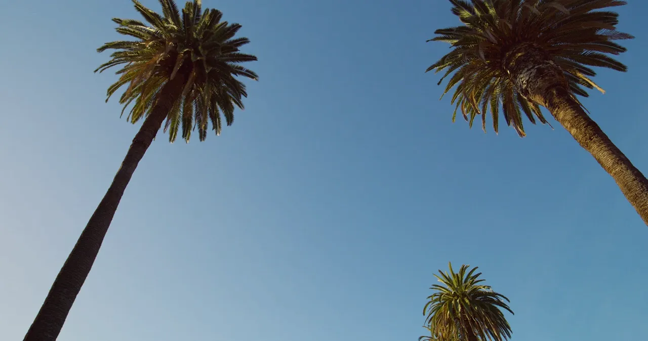 Palm trees
