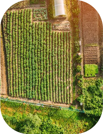 Aerial view of a plantation field