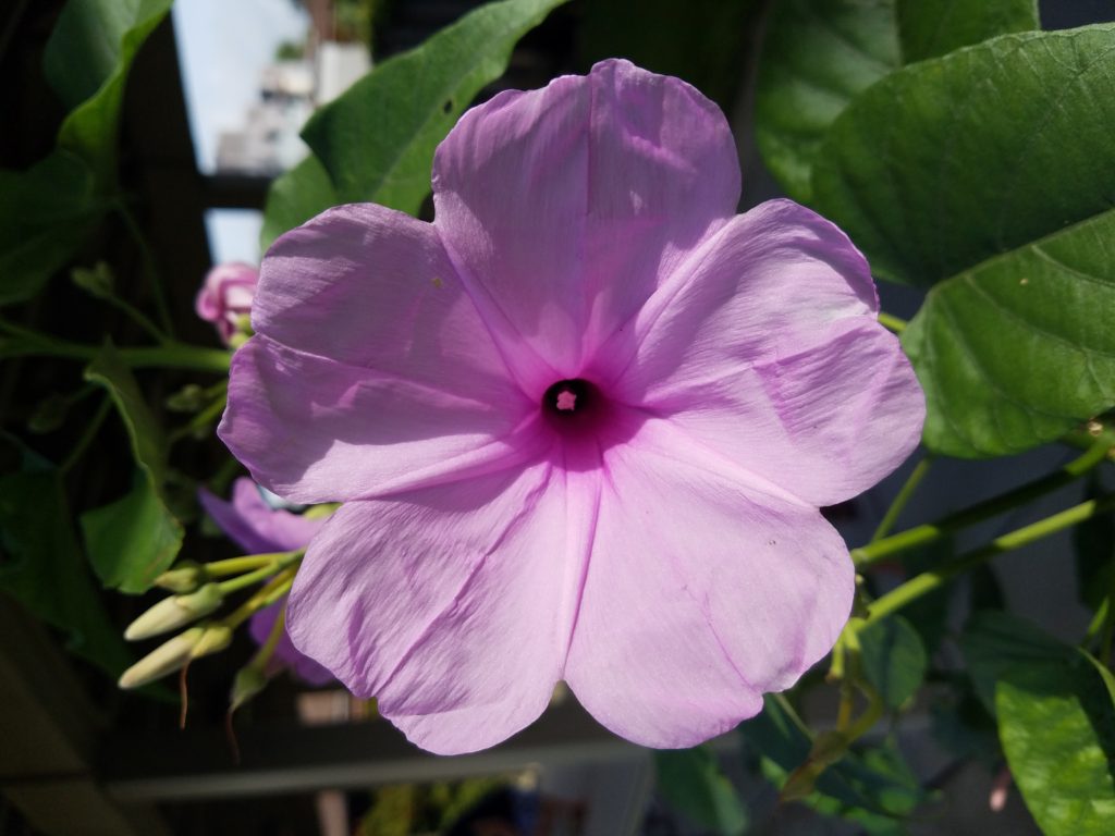 A pink flower