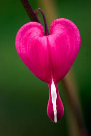 A flower in the shape of a heart.