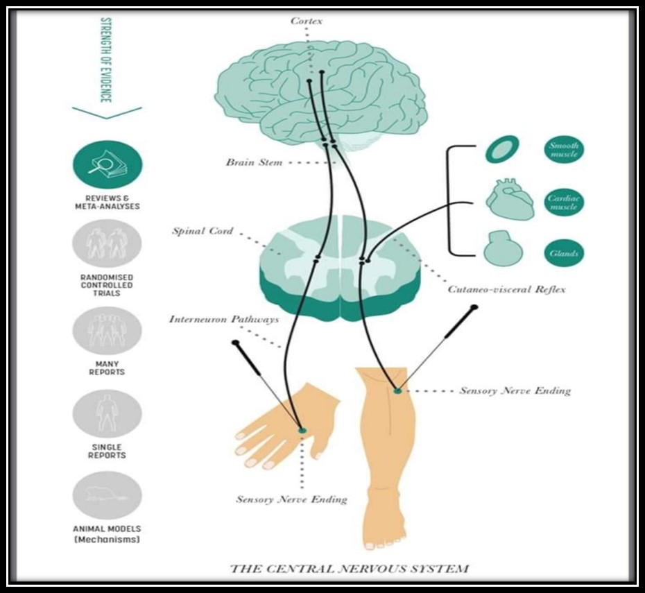A chart of the nervous system.