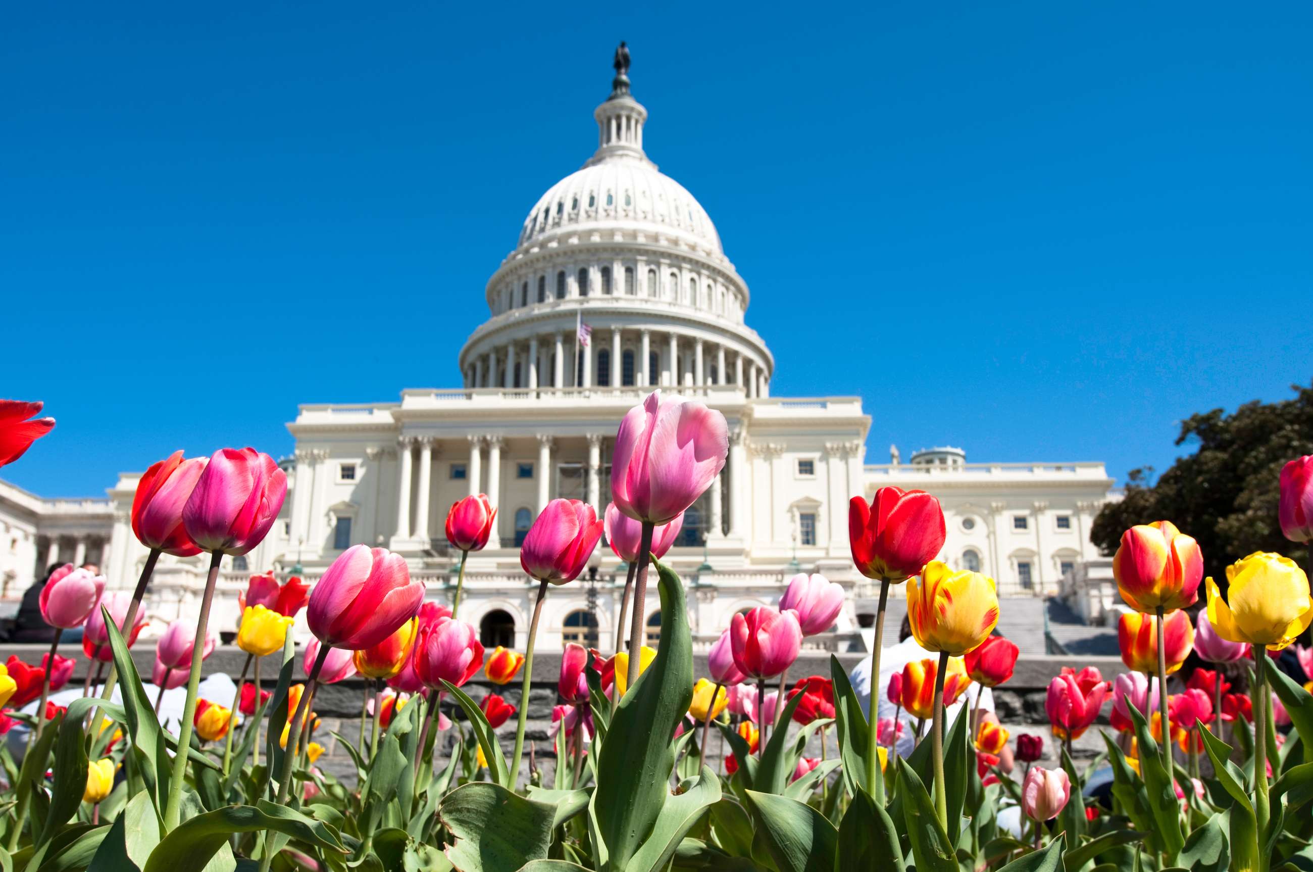 Colorful tulips blooming in front of the United States Capitol building under a clear blue sky.