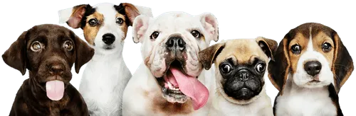 A group of dogs with their tongue out.