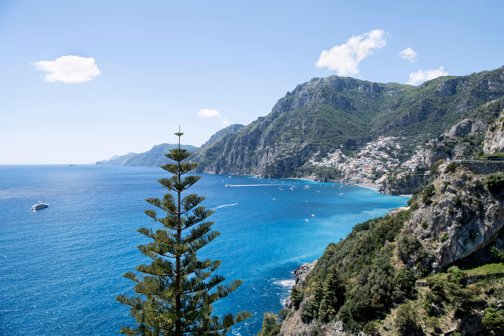 A tree with green leaves and a blue ocean in the background.