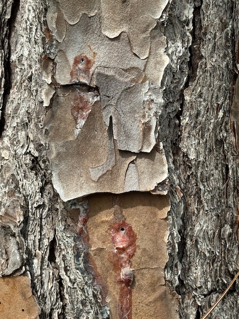 Pine beetle bore holes